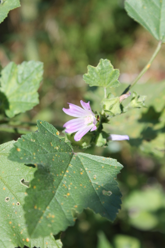 Campi Flegrei - Malva sylvestris, M. multiflora, M. arborea